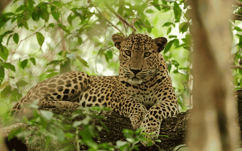 Yala National Park: Safari Expedition into Sri Lanka’s Wilderness