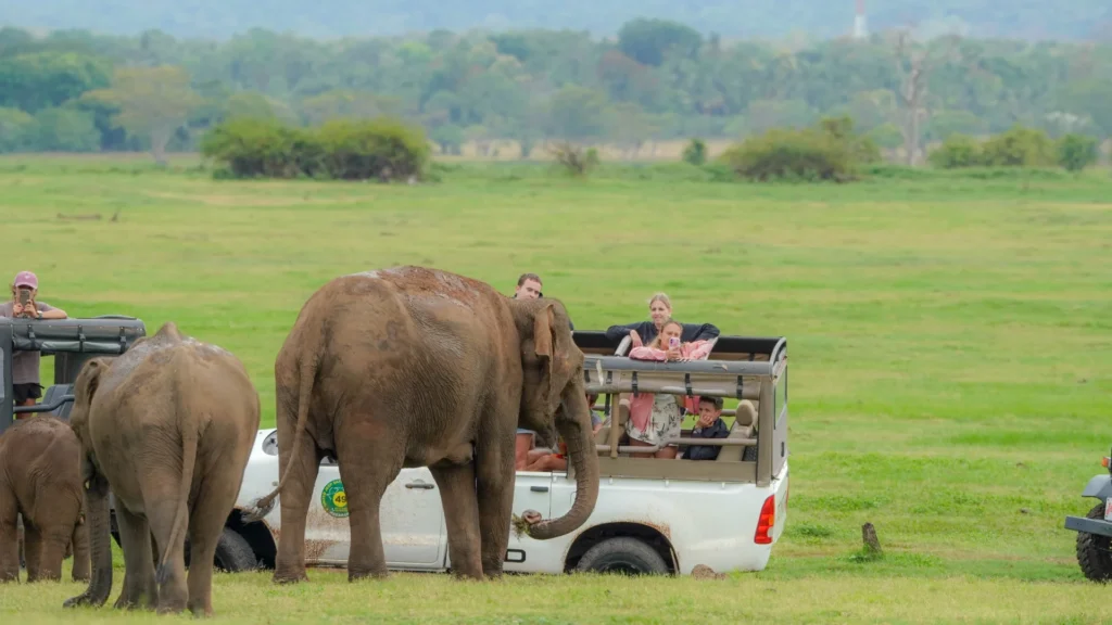 All-Inclusive Hurulu Eco Park Safari: Private 4×4 Jeep Tour with Hotel Pickup