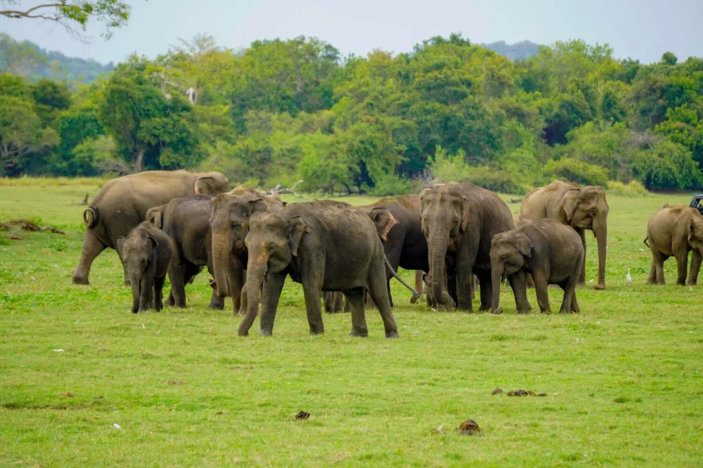 All-Inclusive Kaudulla Wildlife Safari: Exclusive Jeep Tour with Hotel Pickup
