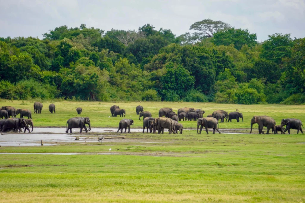 All-Inclusive Kaudulla Wildlife Safari: Exclusive Jeep Tour with Hotel Pickup