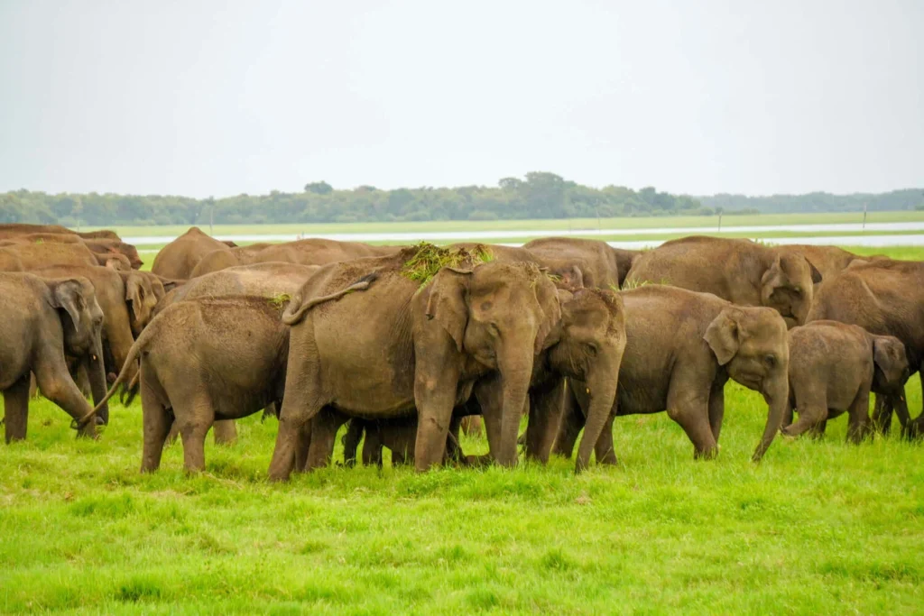 All-Inclusive Kaudulla Wildlife Safari: Exclusive Jeep Tour with Hotel Pickup