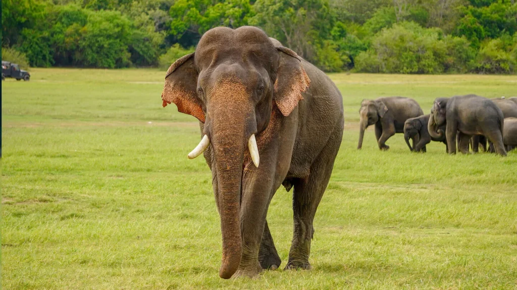 All-Inclusive Minneriya Wildlife Safari: Private 4×4 Jeep Tour with Hotel Pickup