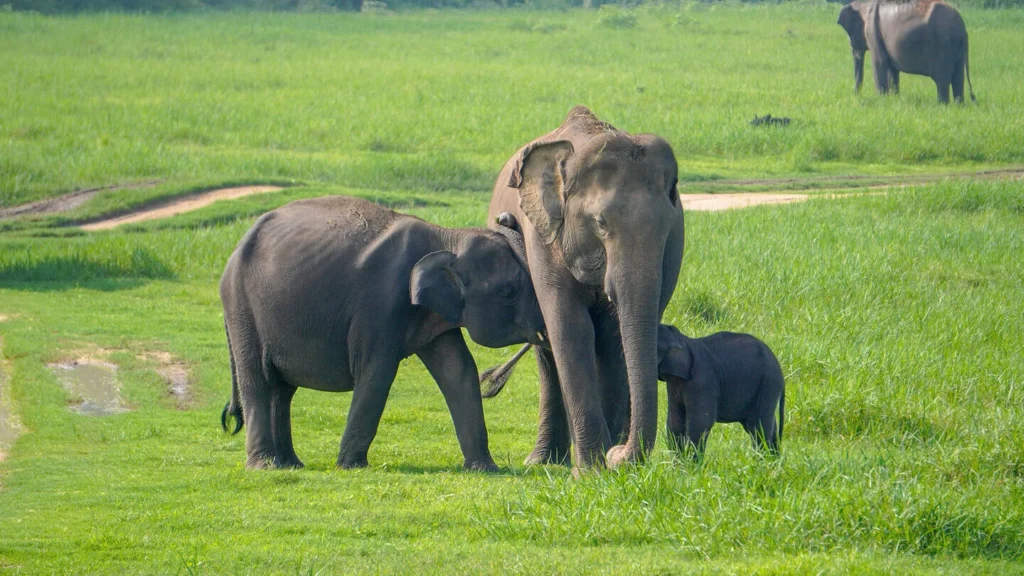 All-Inclusive Minneriya Wildlife Safari: Private 4×4 Jeep Tour with Hotel Pickup