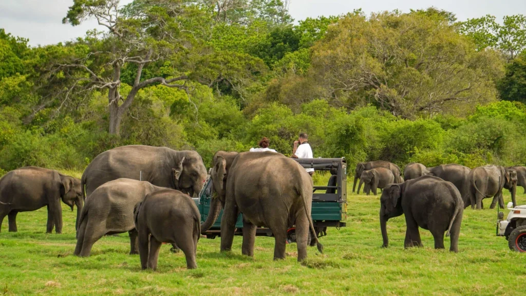 All-Inclusive Sigiriya Rock Hike & Minneriya Safari: Full-Day Private 4×4 Tour