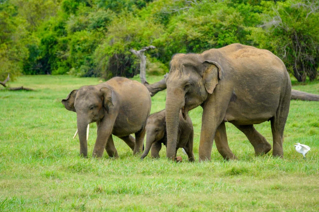 All-Inclusive Sigiriya Rock Hike & Minneriya Safari: Full-Day Private 4×4 Tour